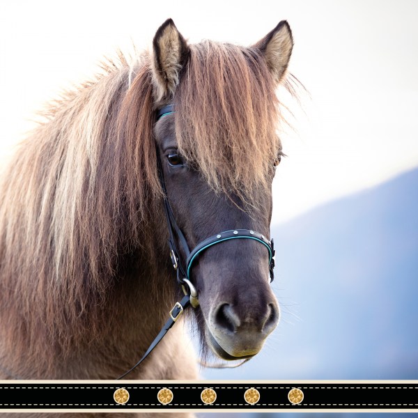 Trensen 2022_Demantur